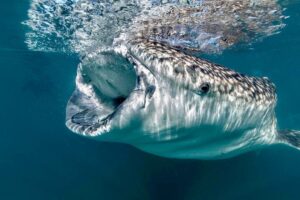 Sea & Adventures - Whale Shark